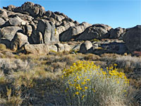 Rabbitbrush