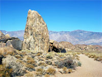 Shark's Fin Loop