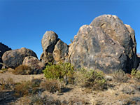 Rocks and bushes