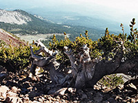 Bristlecone pine tree