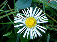 Showy daisy