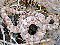 Sidewinder in the dunes