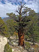 Large tree