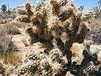 Silver cholla