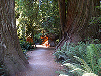 Jedediah Smith Redwoods State Park