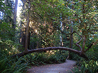 Curving tree