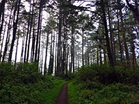Mount Wittenberg Trail