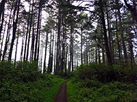 Mt Wittenberg and Meadow Trails