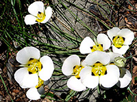 Calochortus leichtlinii