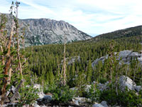 Pine trees