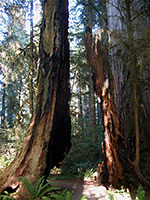 Split redwood stump