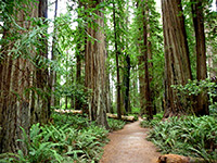 Stout Grove Trail