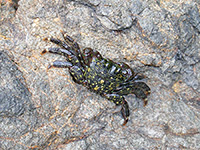 Striped shore crab