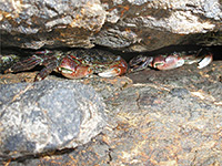 Crabs in a crevice