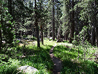 Woodland beside the creek