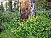 Flowers and a dead tree