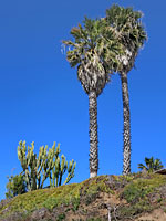 Palms and cacti