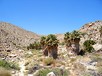 Mountain Palm Springs Canyon, Anza-Borrego Desert
