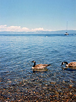 Canadian geese on the lake