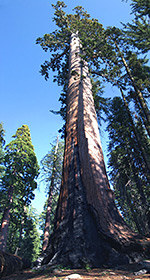 Tall sequoia tree