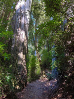 Trail past redwoods