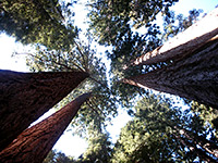 Tall trees, near Circle Meadow