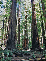 The Tall Tree, Rockefeller Forest