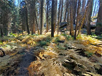 Ferns
