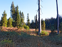 Meadow