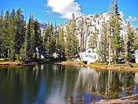 Trees lining a pond