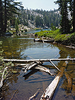 Logs in the water