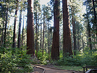 Three sequoia