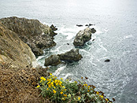 Flowers on the bluffs