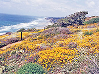 California poppies