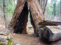 Hollow sequoia