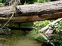 Tree across Prairie Creek