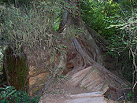 Tree growing on a redwood log