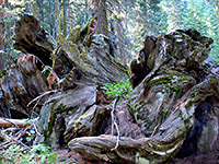 Sequoia roots