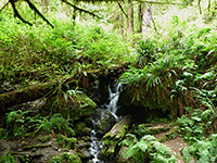 Trillium Falls, Redwood National Park