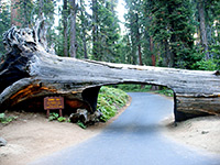 Tunnel Log, Sequoia National Park