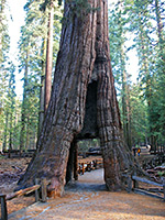 California Tunnel Tree