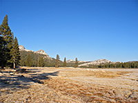 Grassland at Tuolumne