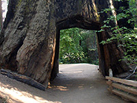 Tuolumne Grove, Yosemite National Park