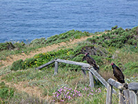 Turkey vultures