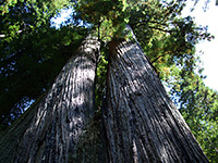 Twin redwoods