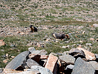 Two marmots