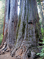 Sequoia trunks