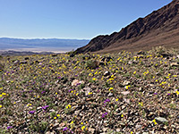 Wildflowers