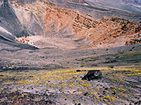 Wildflowers above the crater