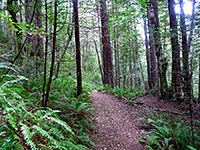 Upper redwood forest
